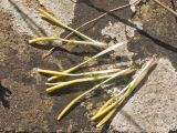 Tragopogon brevirostris