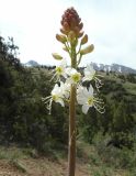 Eremurus lactiflorus