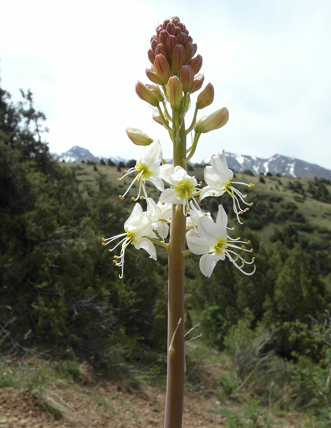 Image of Eremurus lactiflorus specimen.