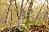 Corydalis turtschaninovii. Цветущие растения. Приморский край, Уссурийский ГО, окр. с. Монакино, широколиственный лес, бровка оврага. 09.05.2025.