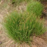genus Carex. Плодоносящие растения. Хабаровский край, окр. г. Комсомольск-на-Амуре, разнотравный луг. 28.05.2015.