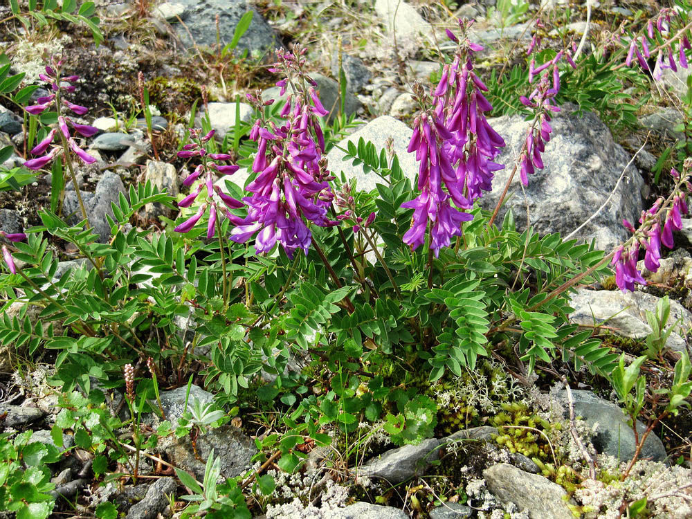 Image of Hedysarum arcticum specimen.