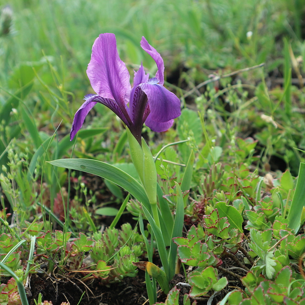 Image of Iris aphylla specimen.
