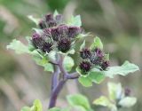 род Arctium