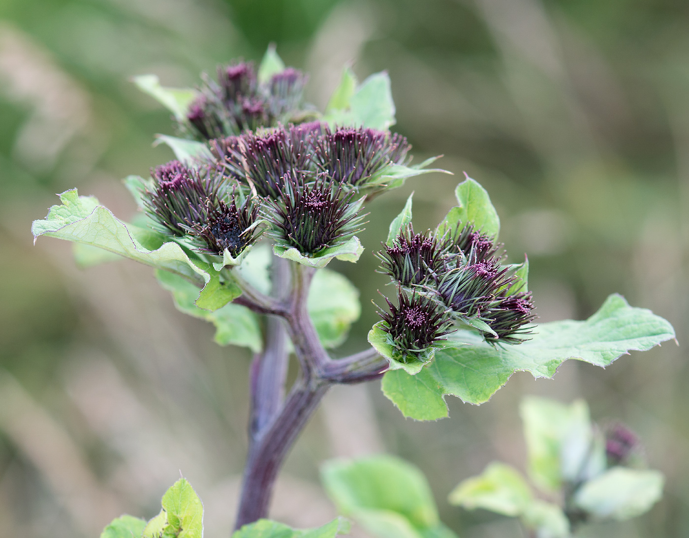 Изображение особи род Arctium.