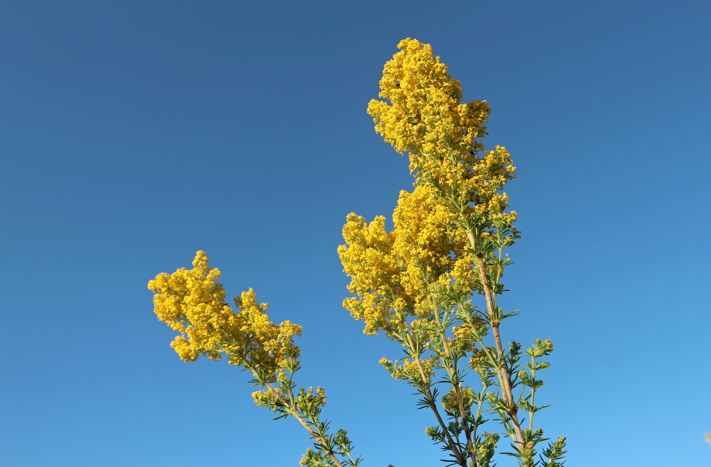 Image of Galium verum specimen.