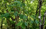 Magnolia sieboldii