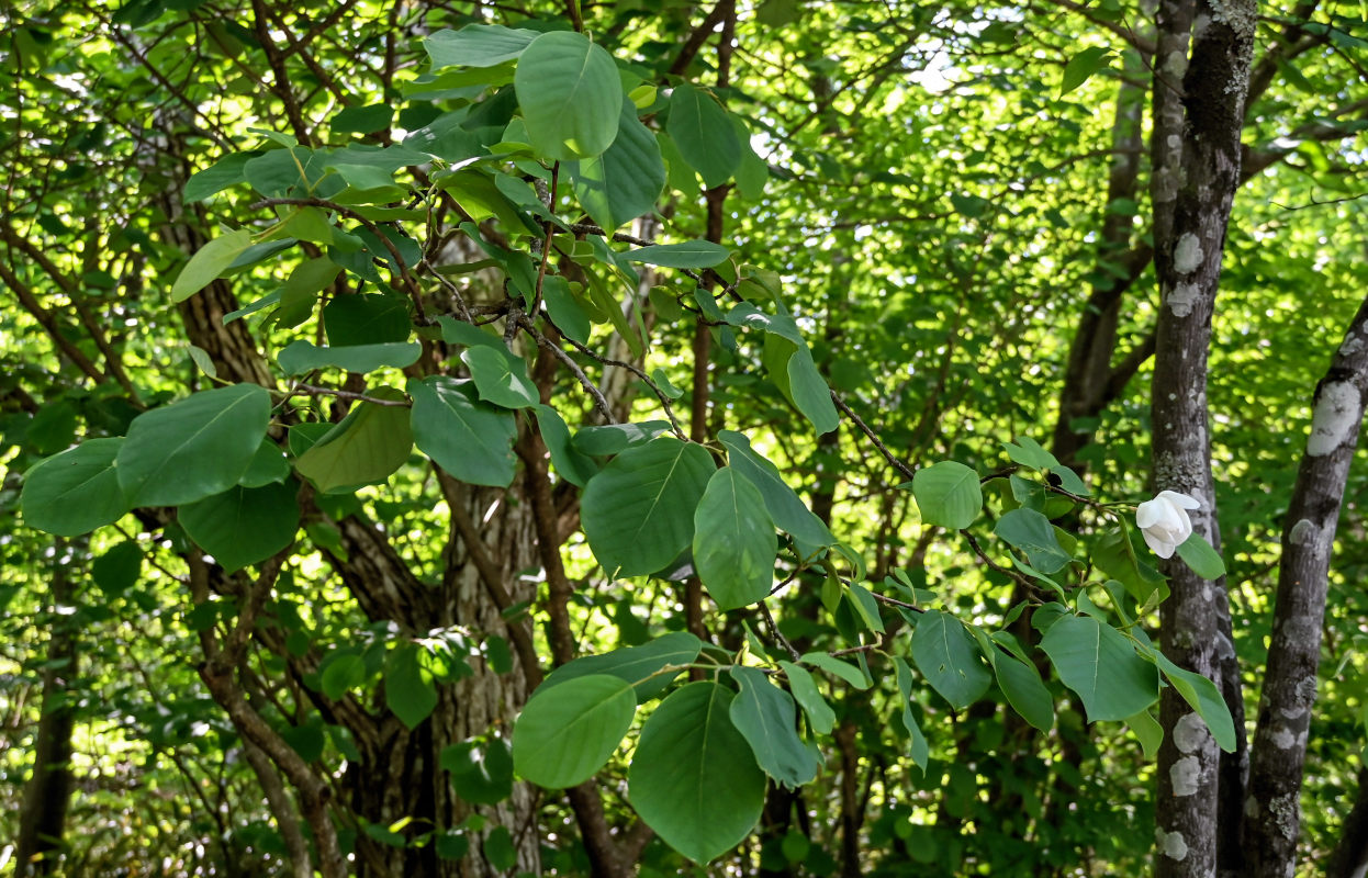 Изображение особи Magnolia sieboldii.
