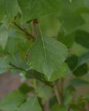 genus Populus. Лист. Турция, ил Ван, рядом с водопадом Мурадие, левый берег р. Бендимахи, роща. 20 мая 2025 г.