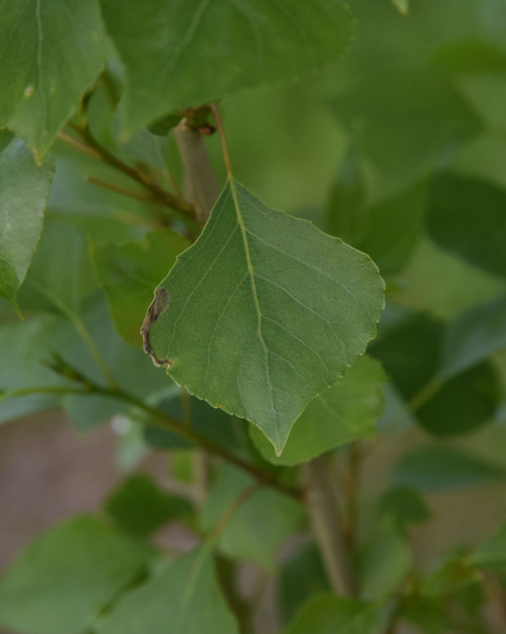 Image of Populus nigra specimen.