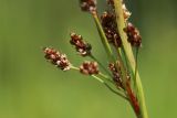 Luzula multiflora