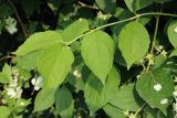 Philadelphus coronarius. Побег и завязи. Смоленск, ул. Николаева, двор жилого дома, в озеленении. 10.06.2025.