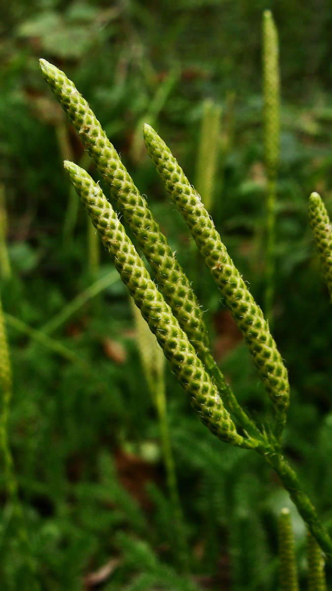 Изображение особи Lycopodium clavatum.