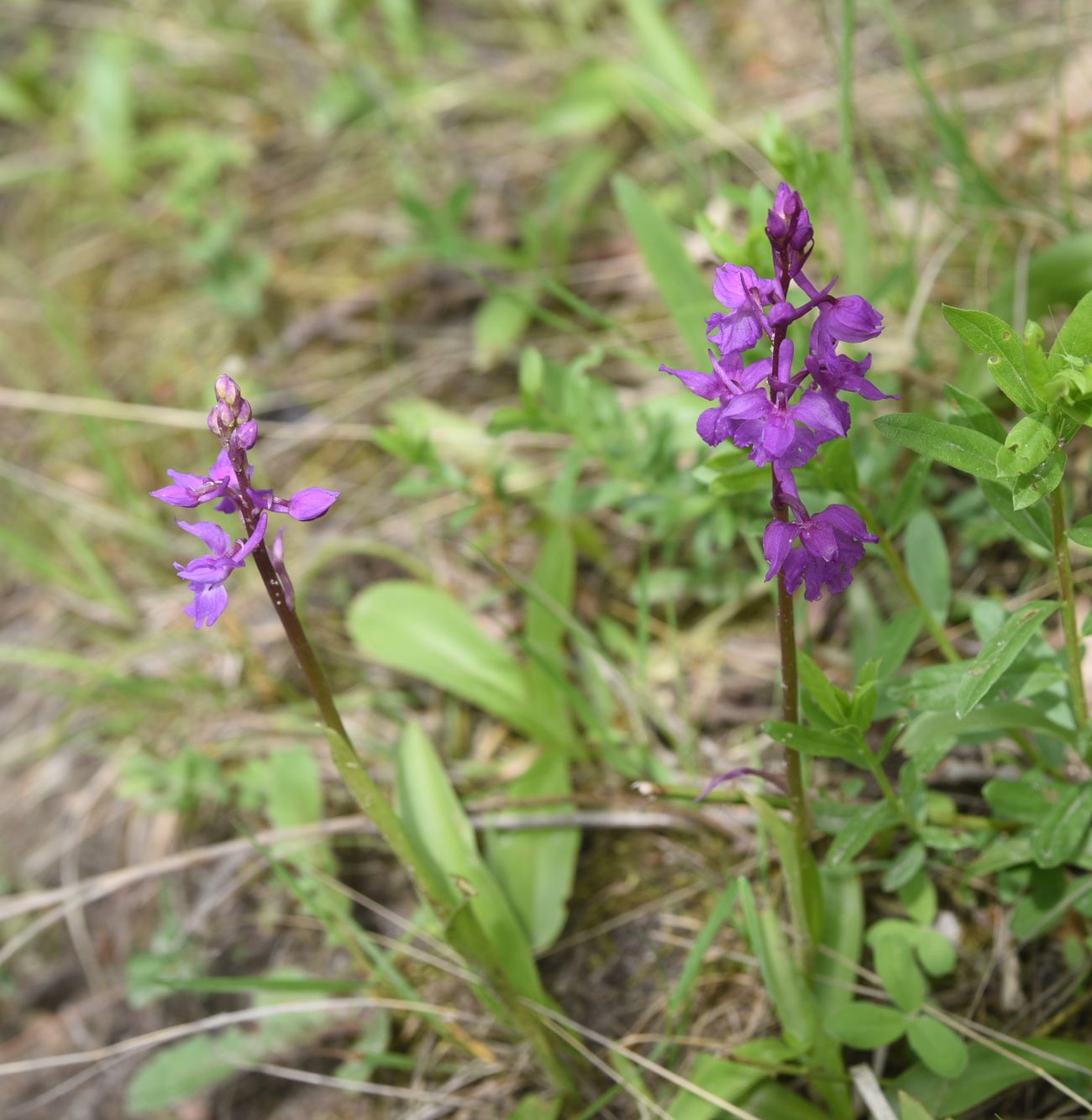 Изображение особи Orchis mascula.