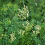 Thalictrum minus