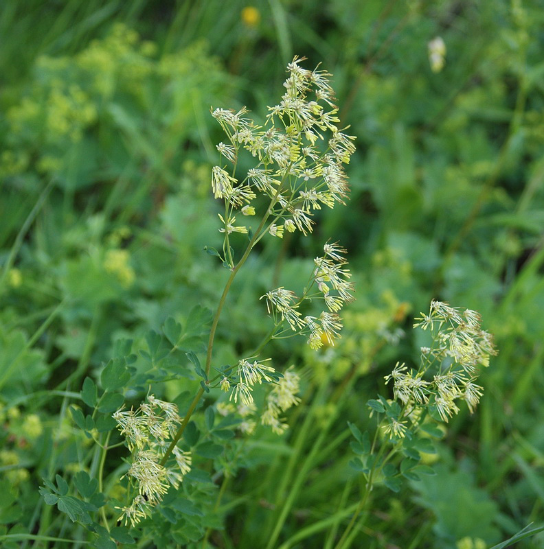 Image of Thalictrum minus specimen.