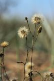 Hieracium umbellatum variety dunale