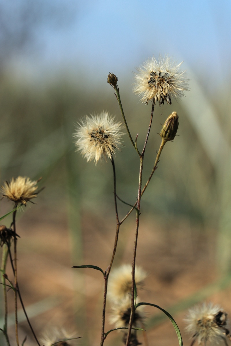 Image of Hieracium umbellatum var. dunale specimen.