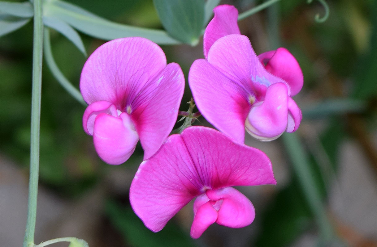 Image of Lathyrus latifolius specimen.