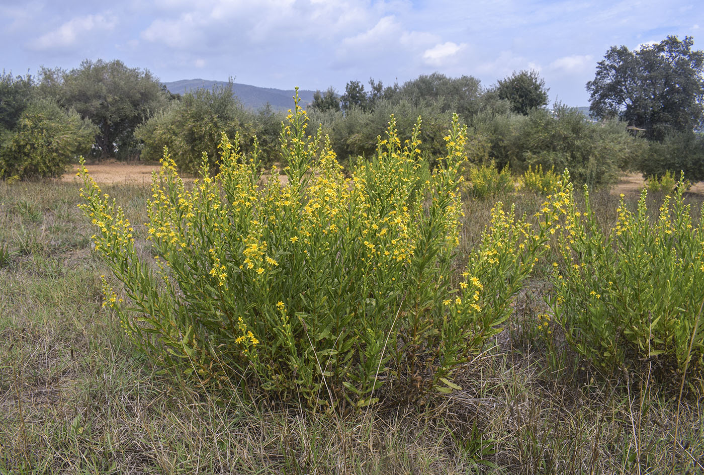 Image of Dittrichia viscosa specimen.