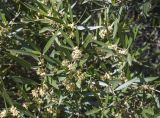 Phillyrea angustifolia. Часть кроны цветущего растения. Испания, Каталония, пров. Жирона, комарка Баш Эмпорда, муниципалитет Калонже, в подлеске дубово-соснового леса, обочина лесной дороги. 07.04.2025.
