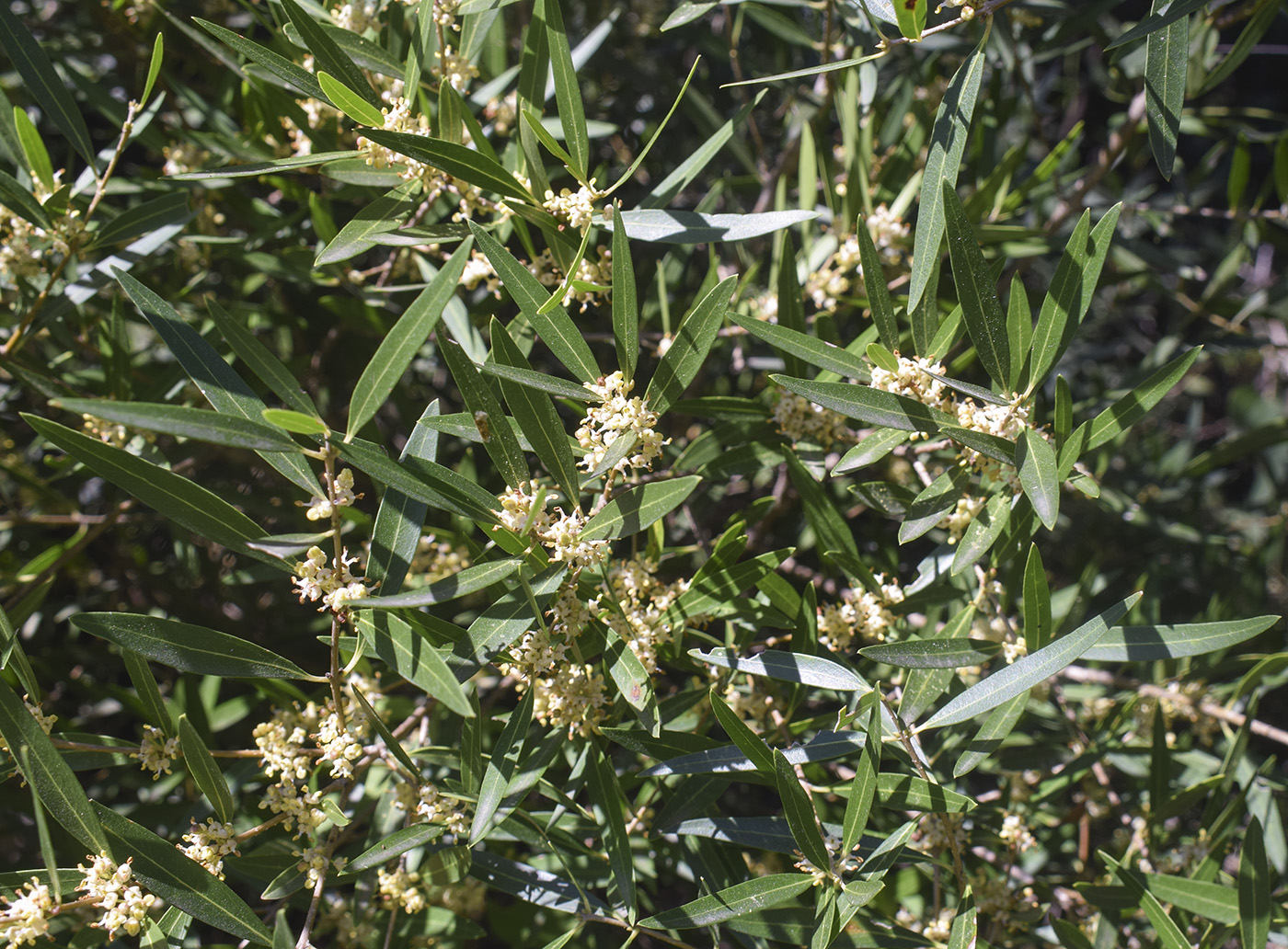 Image of Phillyrea angustifolia specimen.