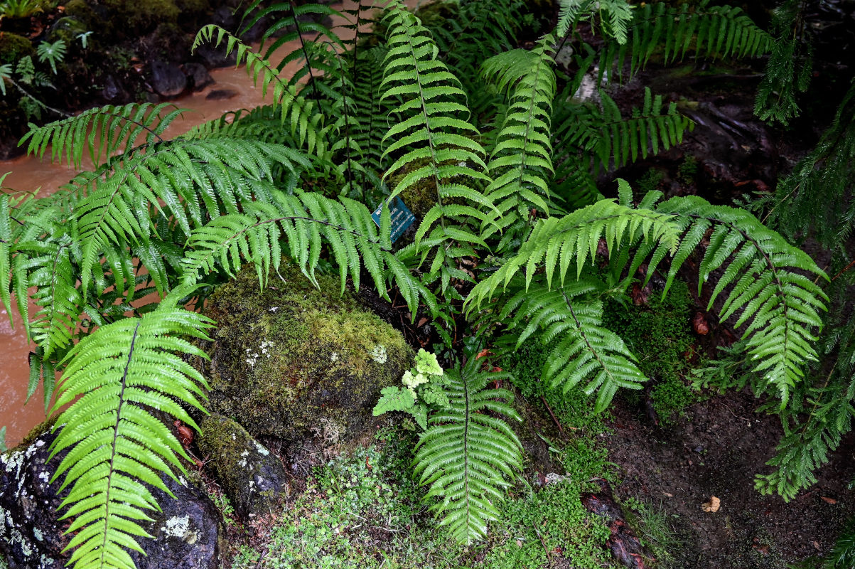 Image of Thelypteris dentata specimen.