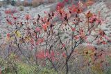 Rhus coriaria. Ветви плодоносящего растения с листьями в осенней окраске. Краснодарский край, м/о Анапа, окр. пос. Бол. Утриш, можжевелово-дубовое редколесье, на глинисто-щебнистой почве. 09.11.2025.
