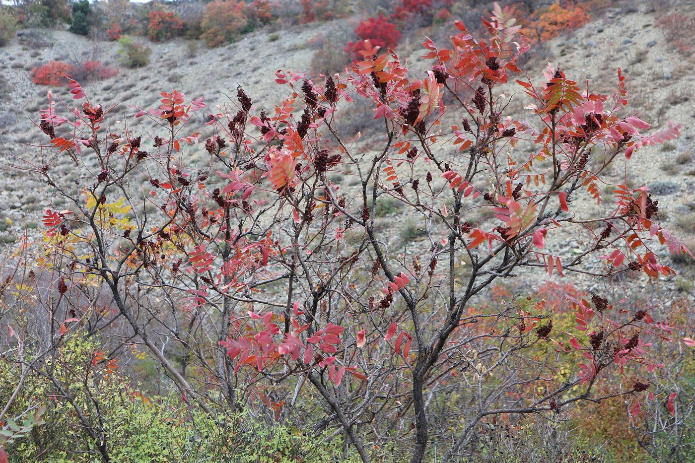 Изображение особи Rhus coriaria.