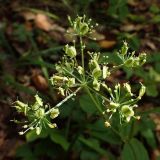 Ostericum maximowiczii. Соплодие с незрелыми плодами. Хабаровский край, окр. г. Комсомольск-на-Амуре, смешанный лес. 21.09.2025.