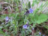 Buglossoides incrassata