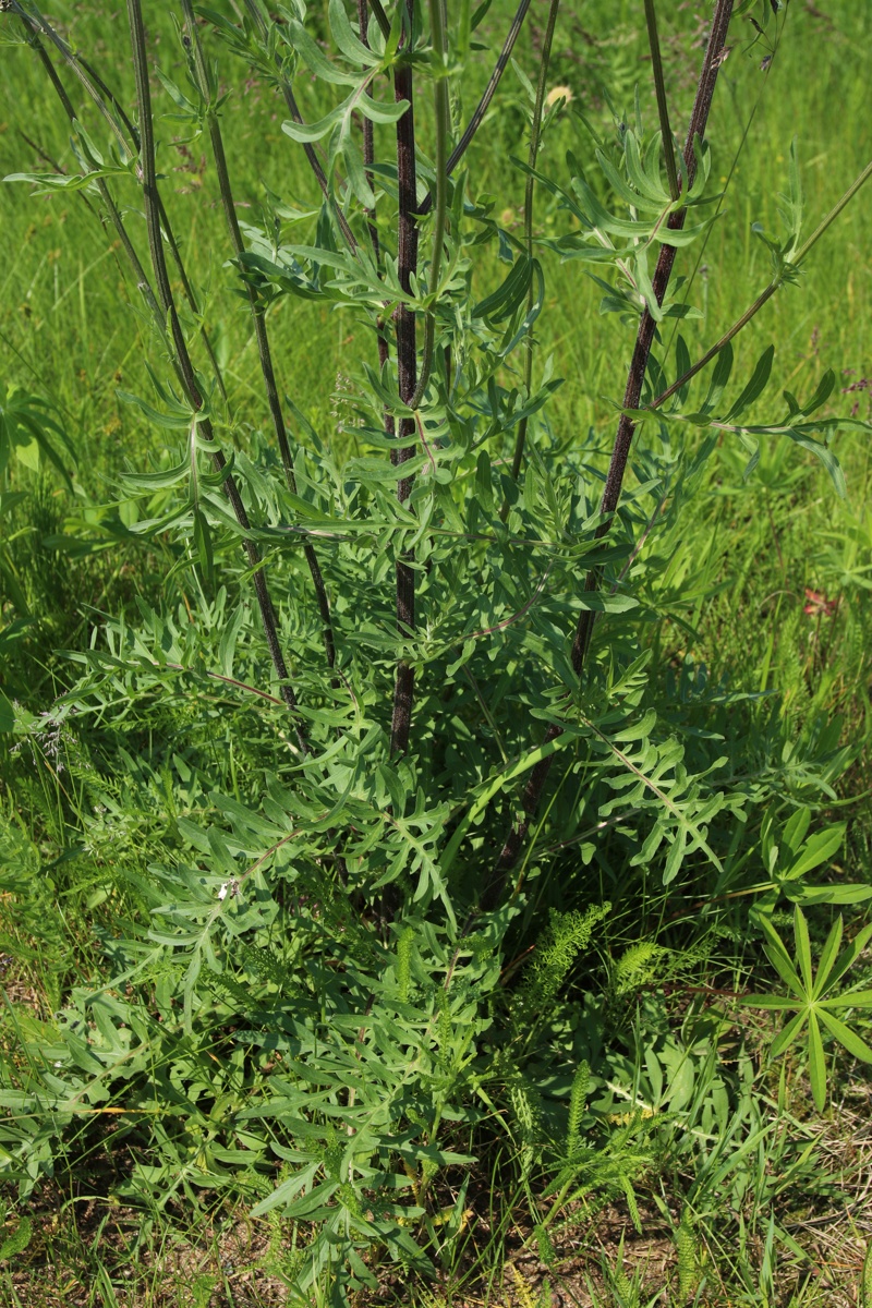 Image of Centaurea scabiosa specimen.
