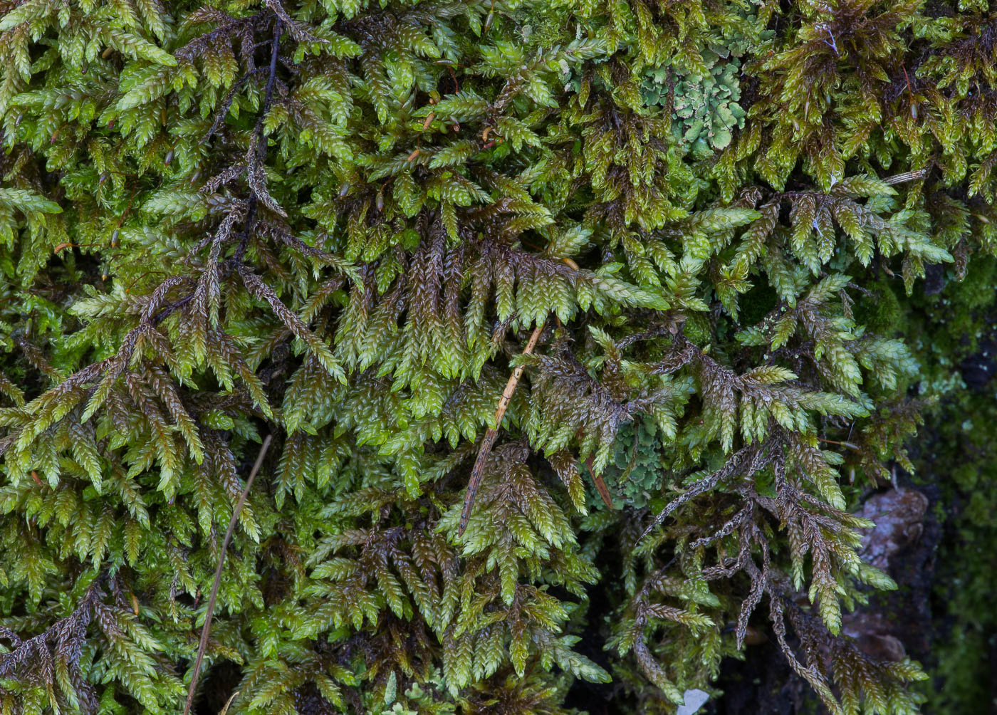 Изображение особи Entodon schleicheri.