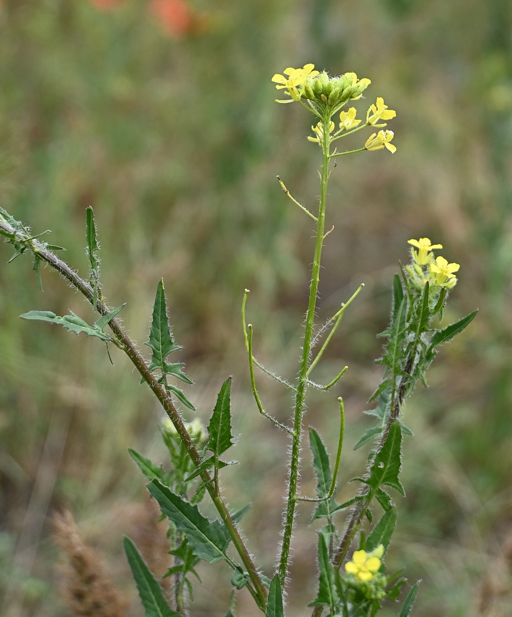 Изображение особи Sisymbrium loeselii.
