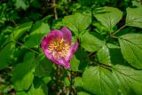 Paeonia obovata. Верхушка цветущего растения. Приморский край, Партизанский р-н, гора Скалистая (Читинза), елово-пихтовый лес. 12.06.2025.