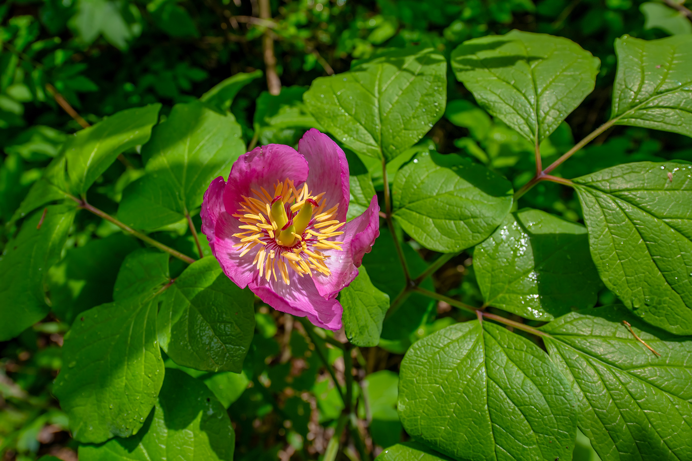 Изображение особи Paeonia obovata.