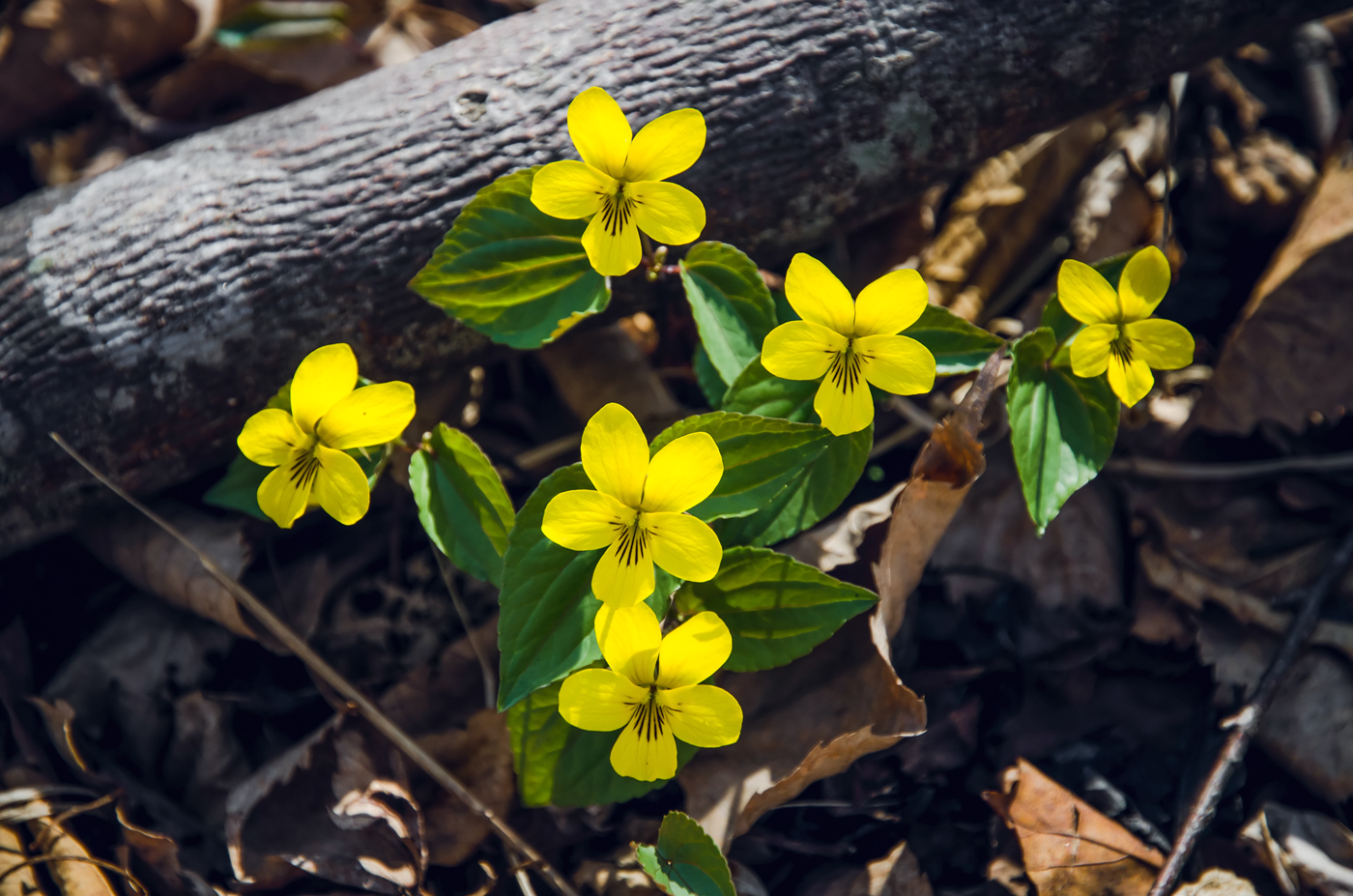 Изображение особи Viola orientalis.