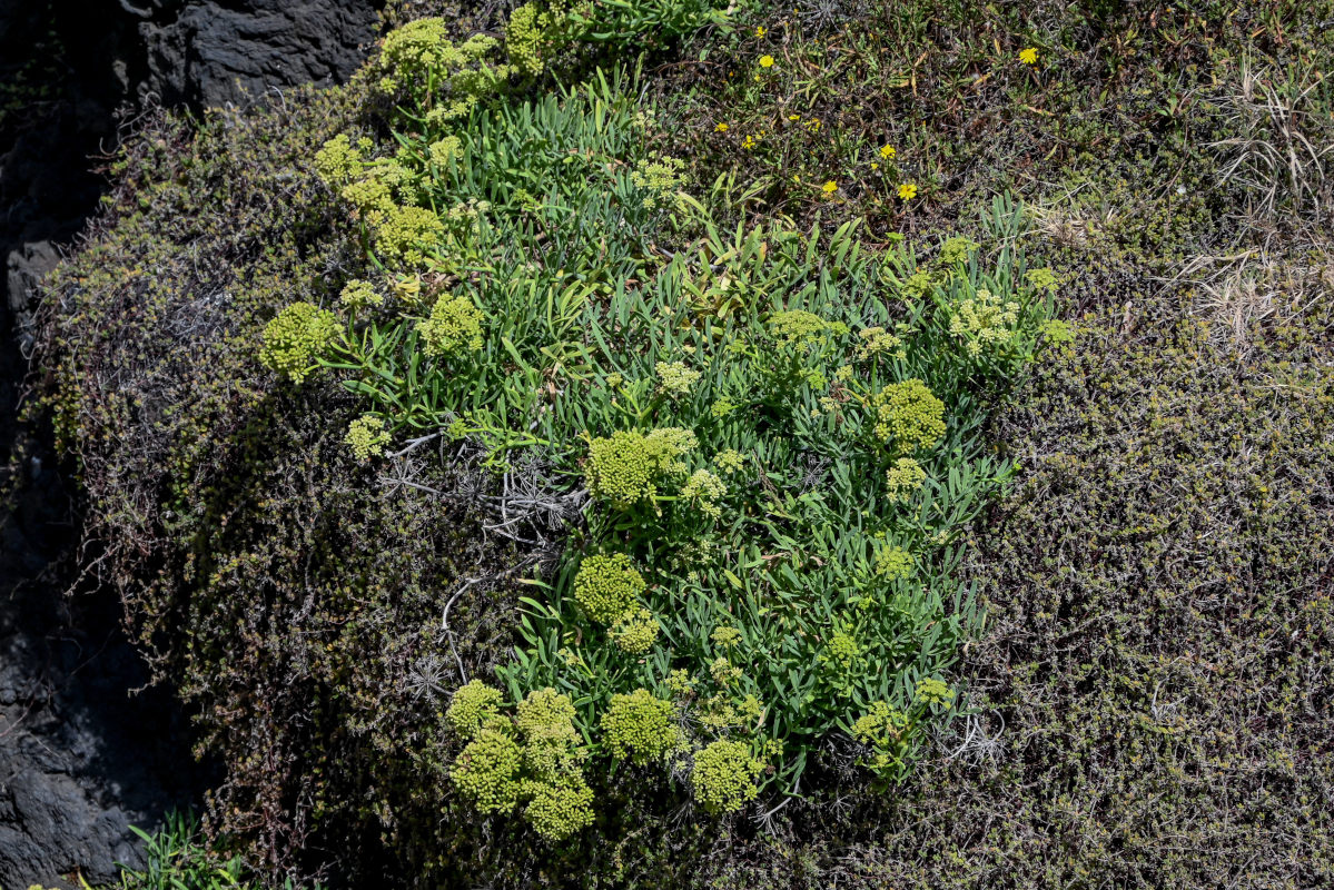 Изображение особи Crithmum maritimum.
