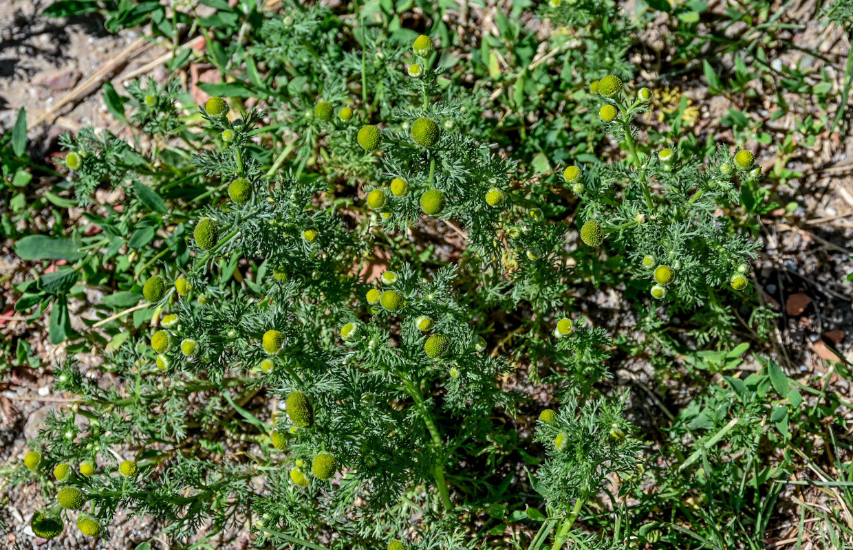 Изображение особи Matricaria discoidea.