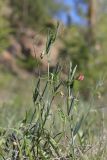 Lathyrus cicera