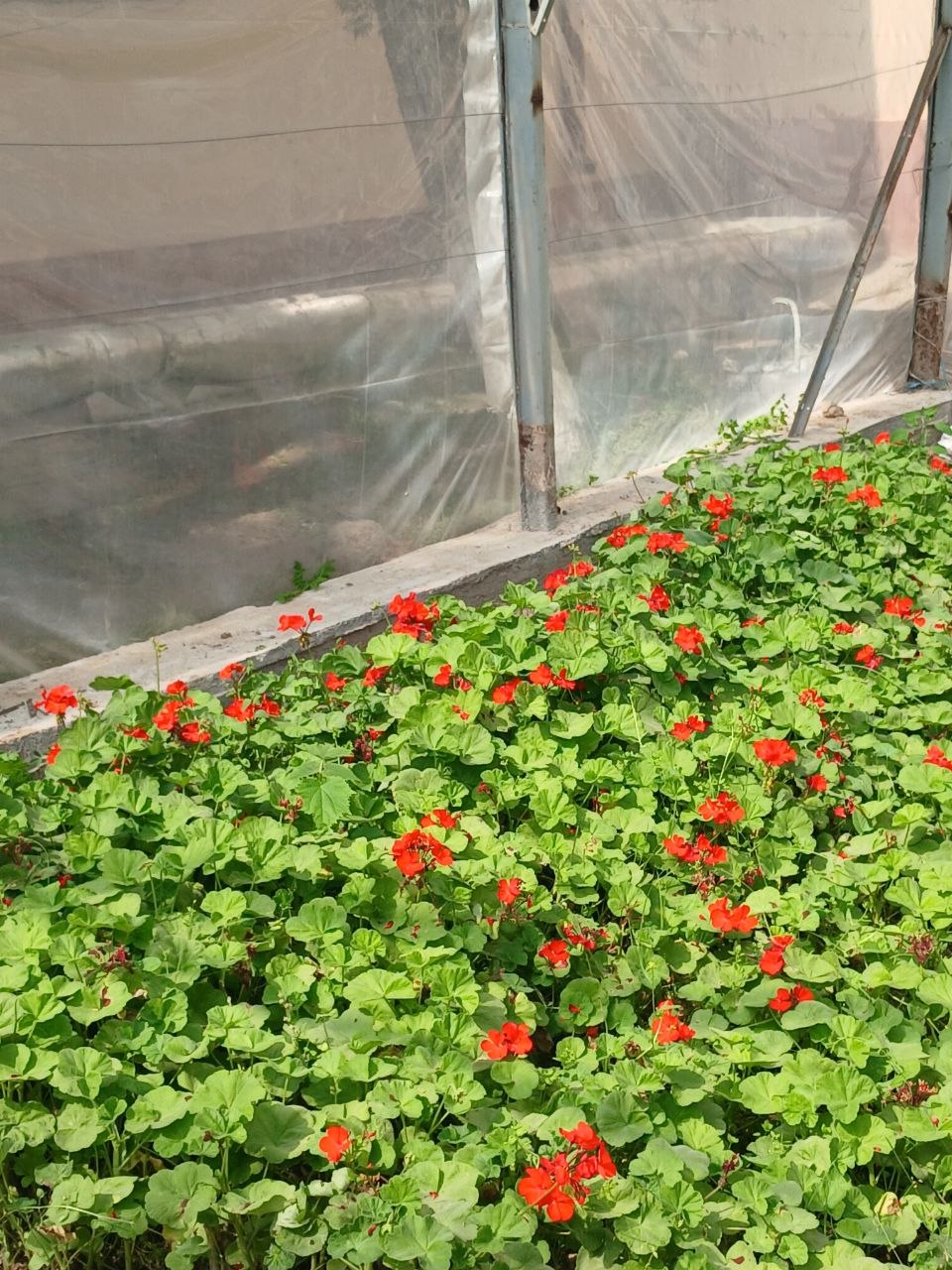 Image of genus Pelargonium specimen.