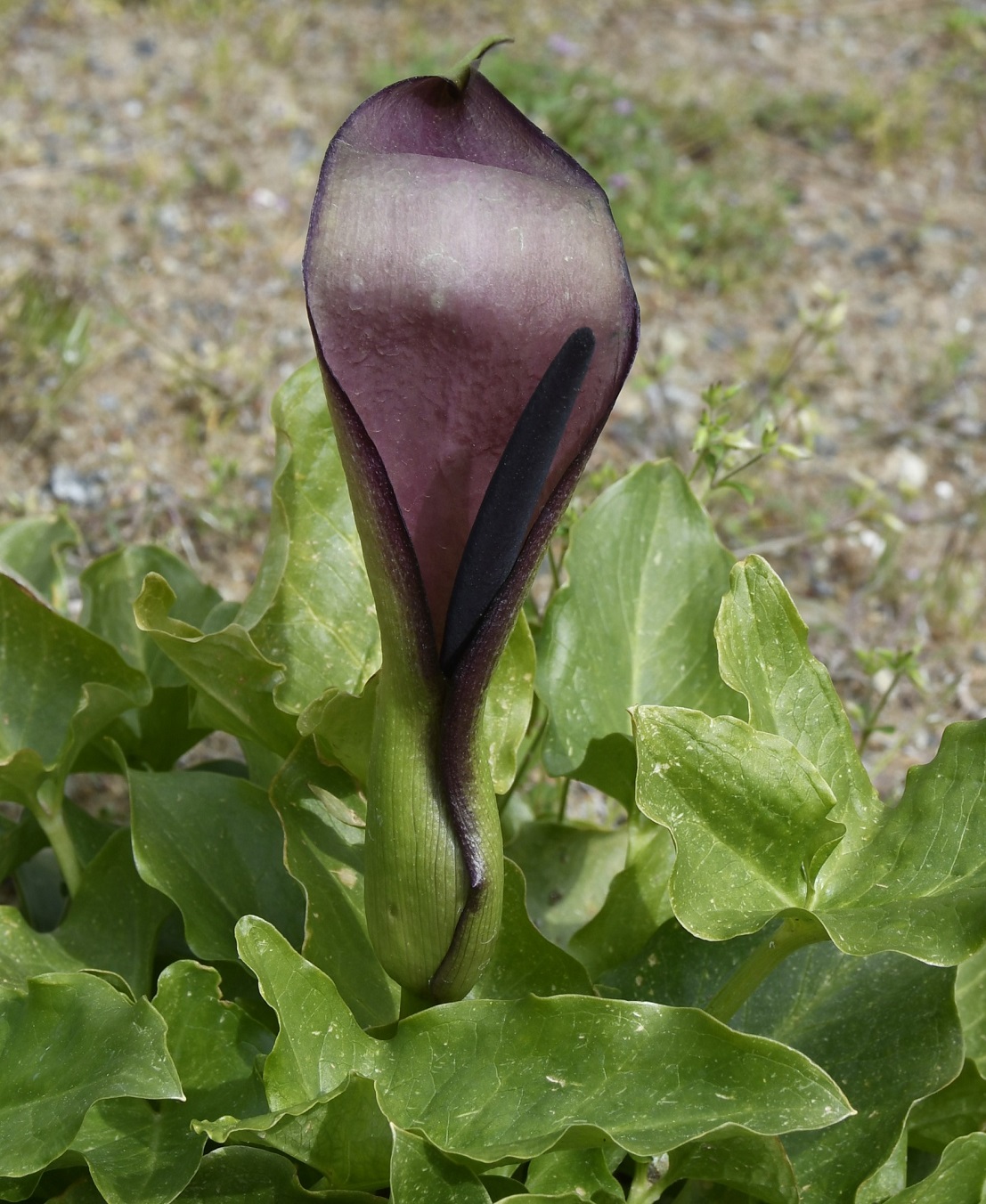 Image of Arum sintenisii specimen.