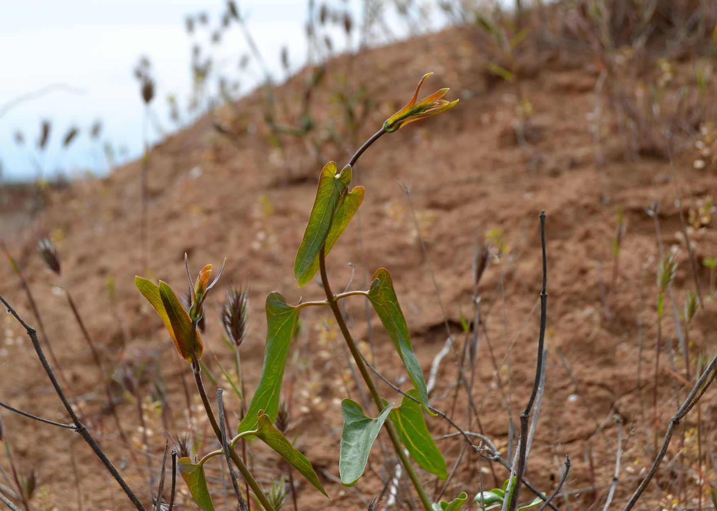 Image of Cynanchum acutum specimen.