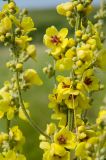 род Verbascum