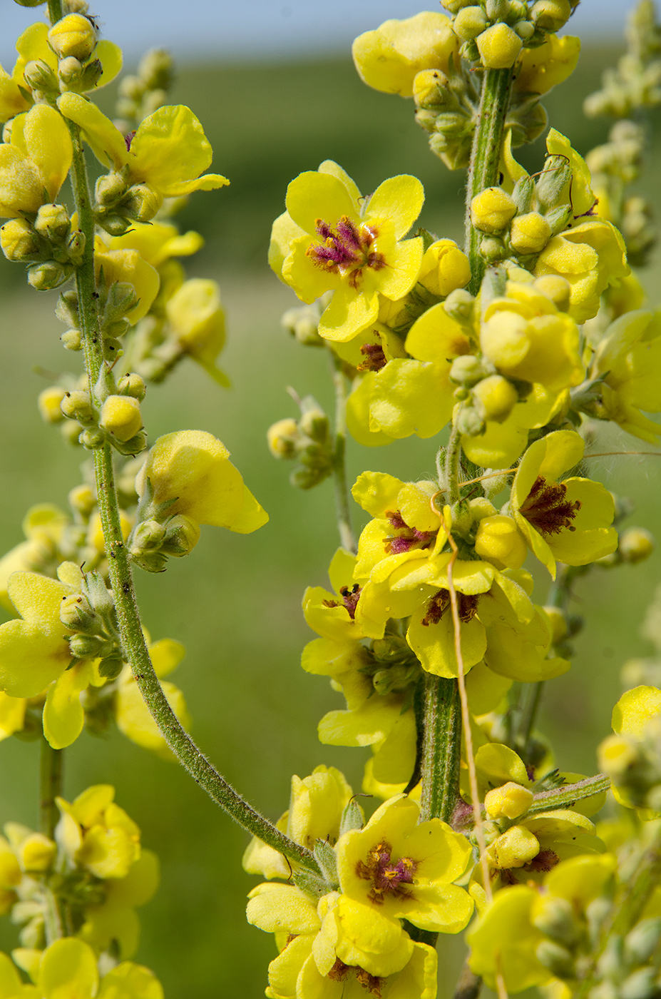 Изображение особи род Verbascum.