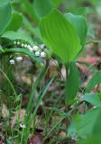 Convallaria keiskei. Цветущее растение. Приморский край, Ханкайский р-н, окр. с. Новониколаевка, западный берег оз. Ханка, в черноберёзово-дубовом (Betula davurica, Quercus mongolica) лесу. 25.05.2026.