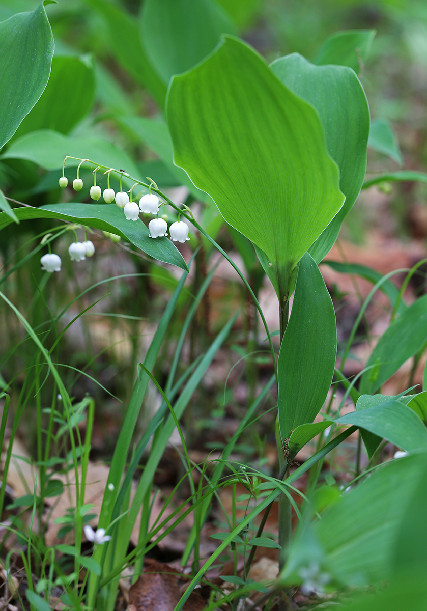 Image of Convallaria keiskei specimen.