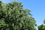Aesculus hippocastanum. Верхняя часть кроны цветущего дерева. Санкт-Петербург, Кировский р-н, в уличном озеленении. 02.06.2026.