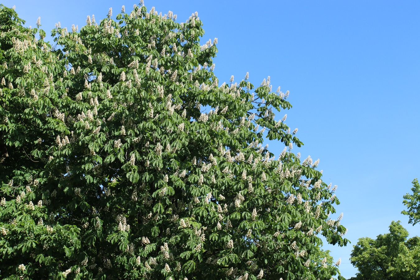 Image of Aesculus hippocastanum specimen.