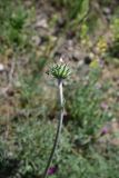 genus Jurinea. Верхушка растения с развивающимся соцветием и муравьём. Грузия, край Самцхе-Джавахети, окраина с. Тмогви, окр. южного берега оз. Цунда, горная степь. 8 июня 2026 г.